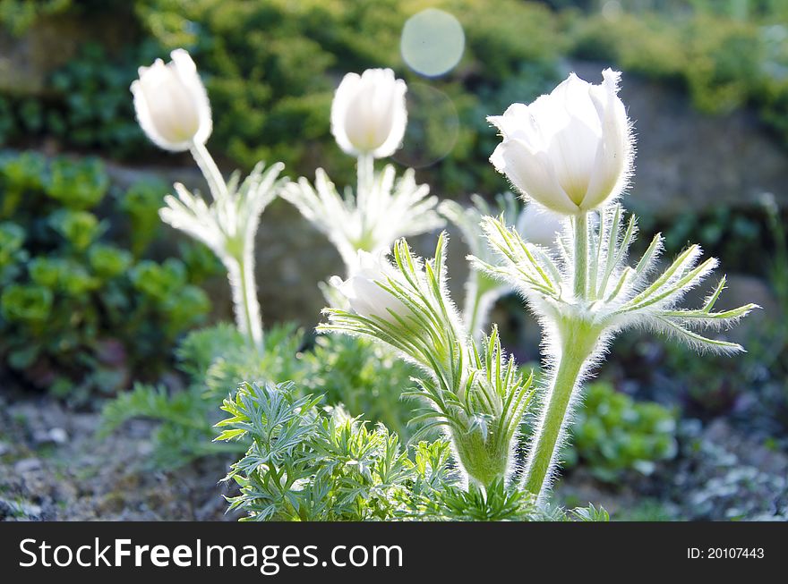 Beautiful white pasqueflowers blooming in early spring. Beautiful white pasqueflowers blooming in early spring