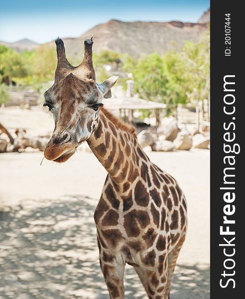 Portrait of a young giraffe, nature background