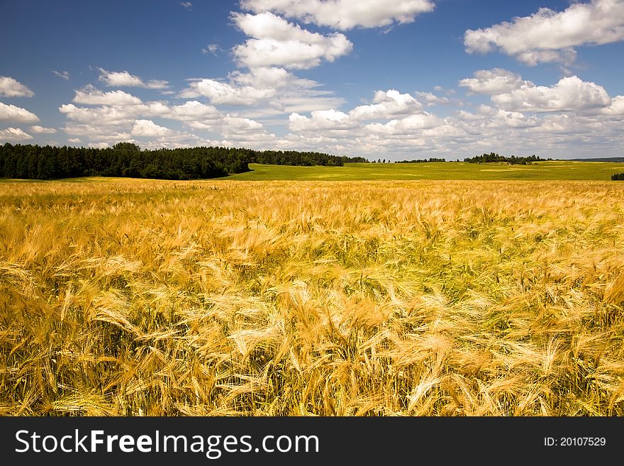 Field with oats