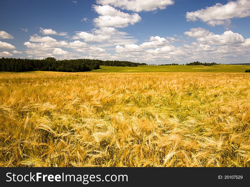 Agricultural field on which grow up oats (multi-colored as has partially ripened). Agricultural field on which grow up oats (multi-colored as has partially ripened)