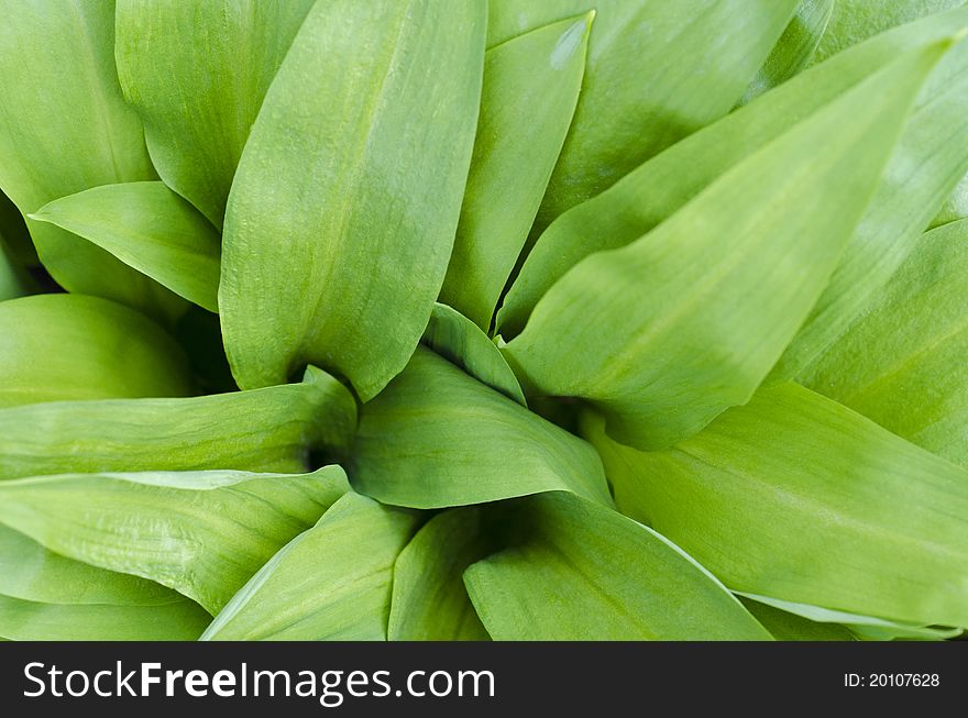 Background of the spring green leaves