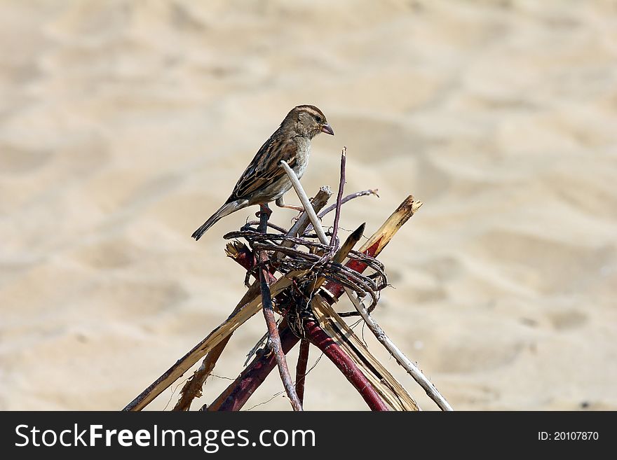 Close-up of a sparrow sitting on some bonded sticks on the beach