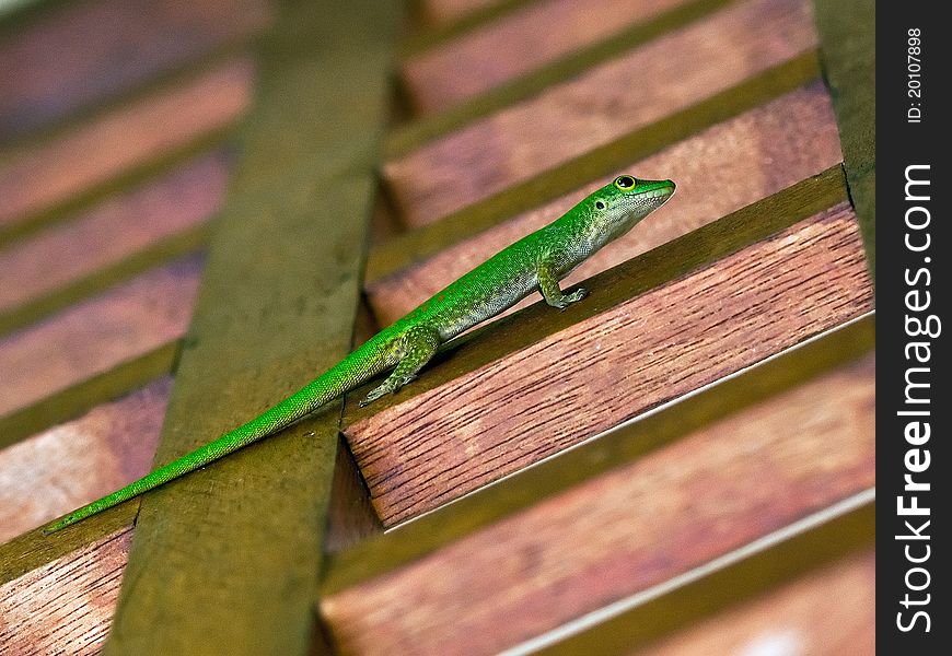 small green gecko in silhouette