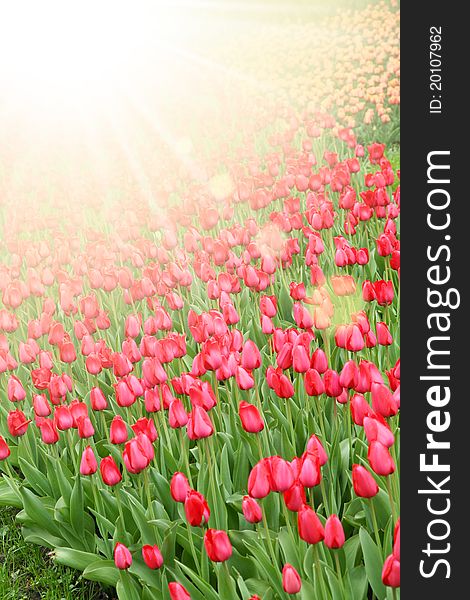 Nature background: field of red tulips.