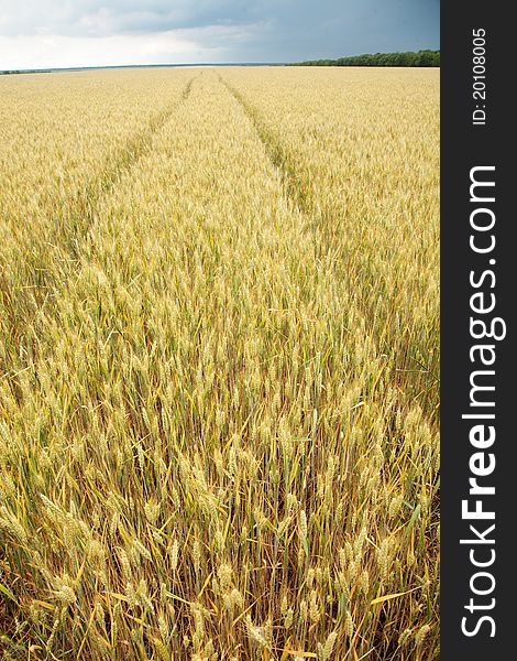 Close up shot of wheat stalk on a blue sky background.