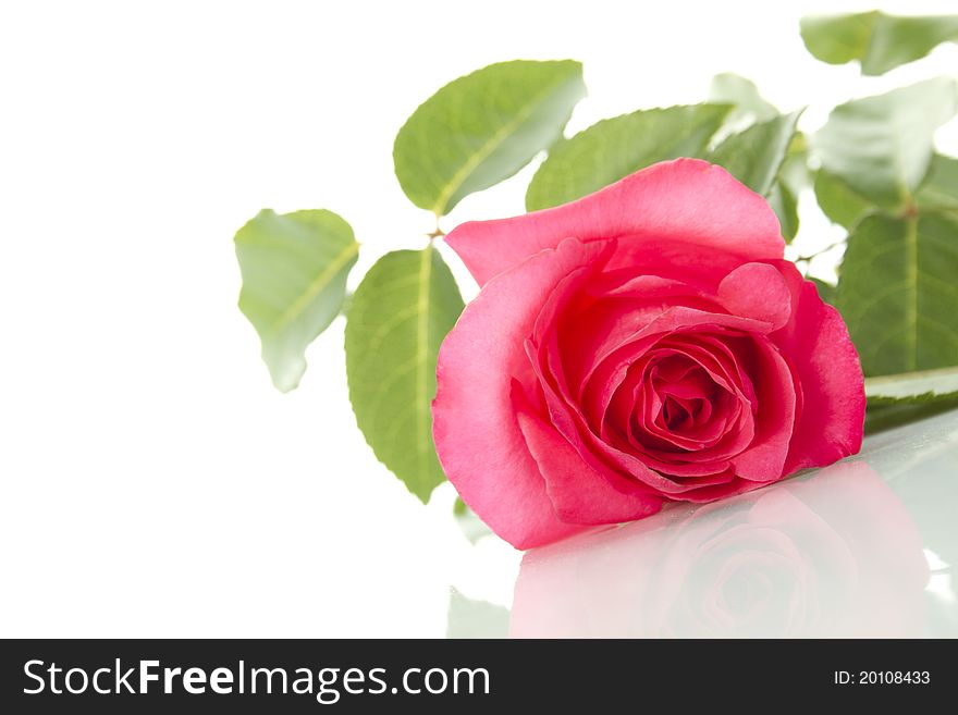 Close-up of red rose isolated on white. Close-up of red rose isolated on white