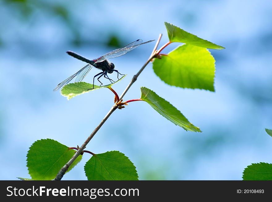 Dragonfly on a branch of birch trees in the Siberian taiga