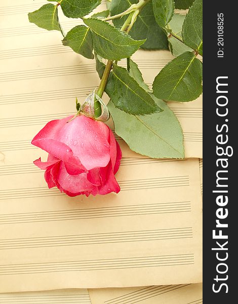 Old Sheet music sheets and a red rose. Old Sheet music sheets and a red rose