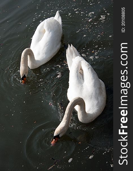 Two swans feeding, River Seine, Normandy