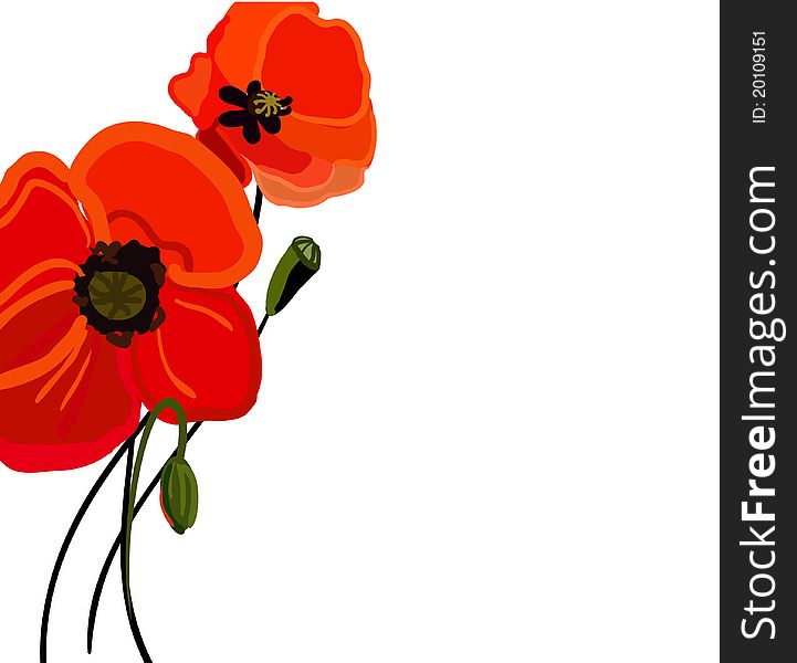 Realistic  illustration with red poppy. Realistic  illustration with red poppy