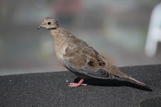 Mourning Dove Stock Images Mourning Dove Stock Images