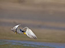 A Large-billed Tern On Flight Stock Images A Large-billed Tern On Flight Stock Images