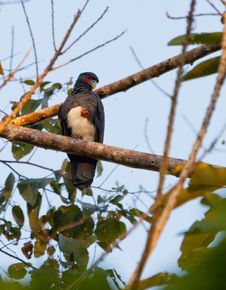 The Red-throated Caracara Royalty Free Stock Photos The Red-throated Caracara Royalty Free Stock Photos