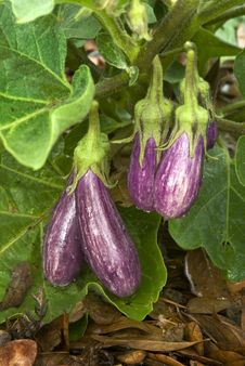 Fairy Tale Eggplant (Solanum Melongena) Stock Images Fairy Tale Eggplant (Solanum Melongena) Stock Images