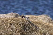 Canada Goose In Nest Stock Photo Canada Goose In Nest Stock Photo