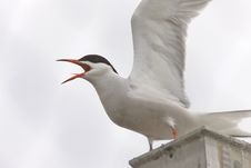 Common Tern Stock Images