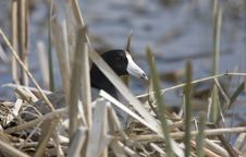 Coot In Water Stock Photo
