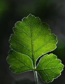 Backlit Oak Leaf Royalty Free Stock Image