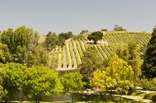 California Vineyard Stock Images California Vineyard Stock Images
