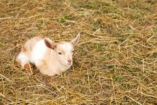 Baby Goat In Straw Royalty Free Stock Photography