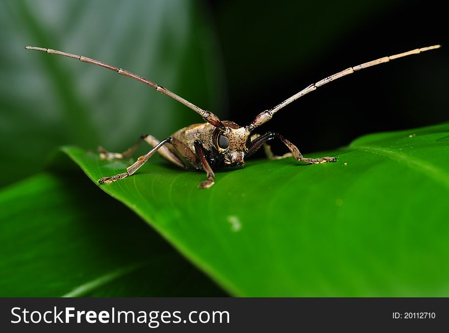 Long Horn Insect - Front View