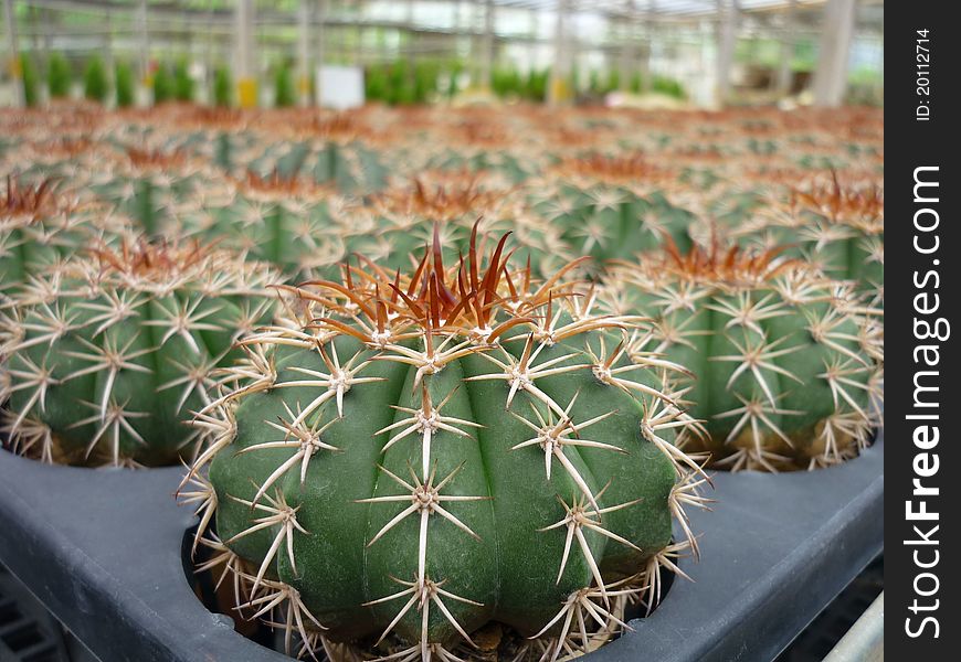 Those cacti were cultivated in one of the garden found near Kundasang, Sabah. Kundasang located at an altitude of approximately 2000 metres above sea level.It adapt well itself under cold and wet condition. Those cacti were cultivated in one of the garden found near Kundasang, Sabah. Kundasang located at an altitude of approximately 2000 metres above sea level.It adapt well itself under cold and wet condition.