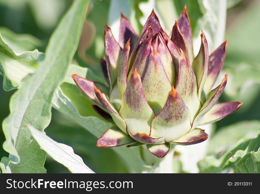Green and young Artichoke flower
