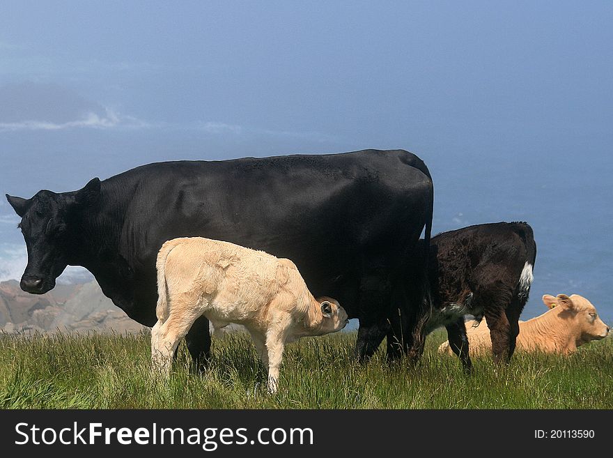 Two calfs feeding from cow. Two calfs feeding from cow