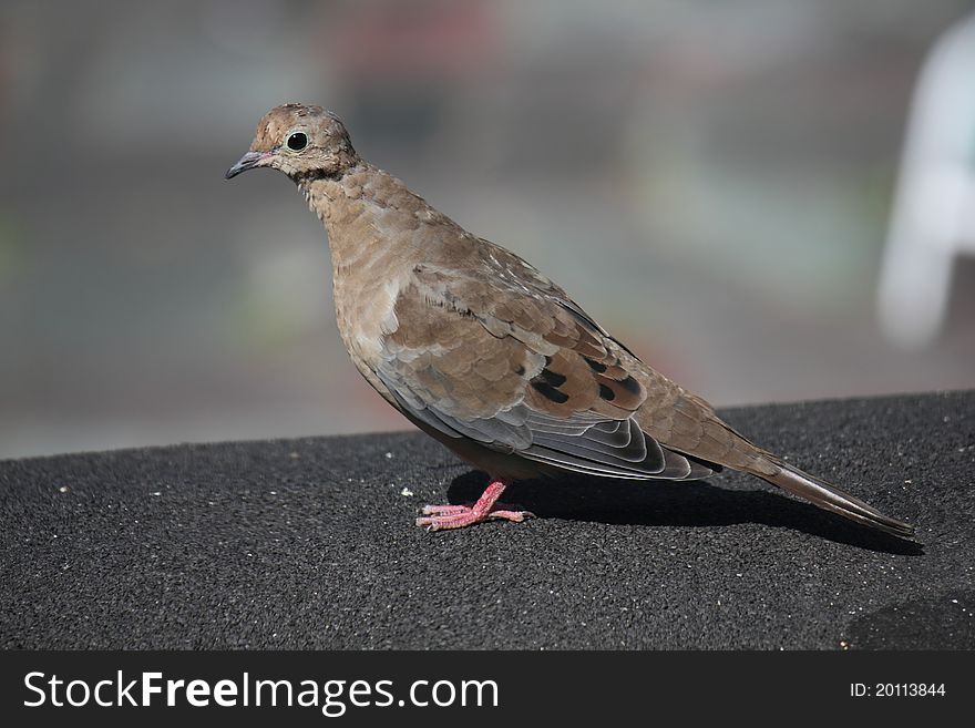 Mourning Dove standing in the sun.