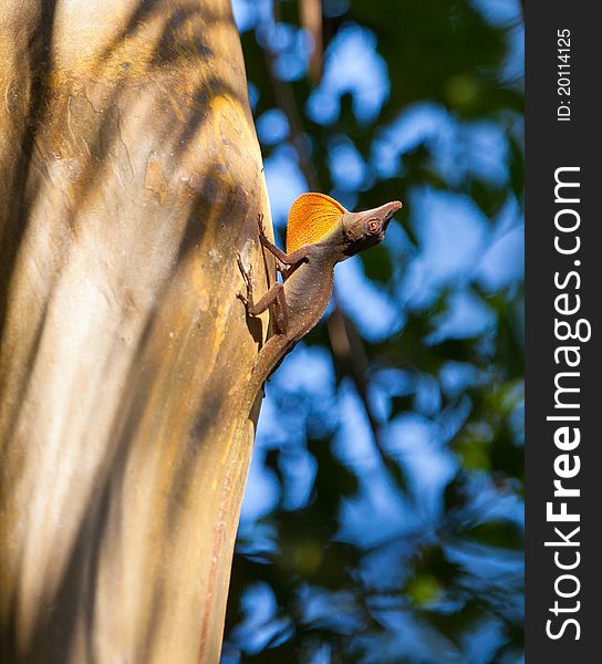 A Male Anolis Behavior