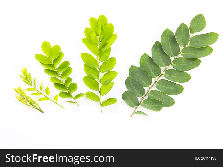 Growing stages of leaves (isolated on white with path). Growing stages of leaves (isolated on white with path).