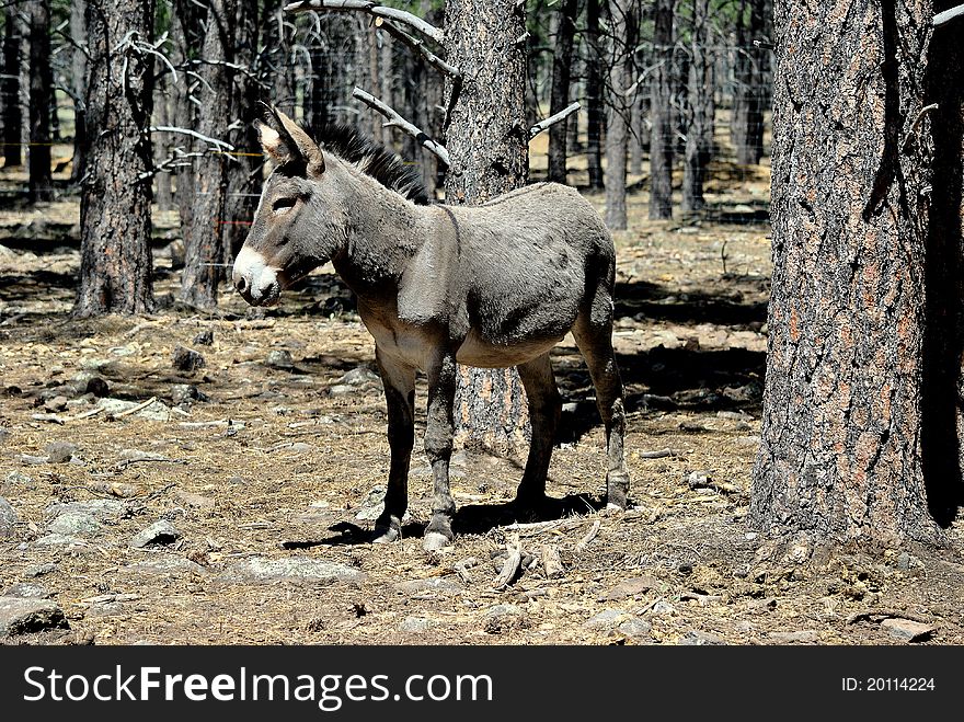 An image of an American Burro