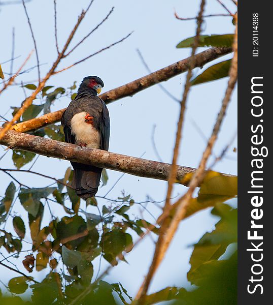 The Red-throated Caracara