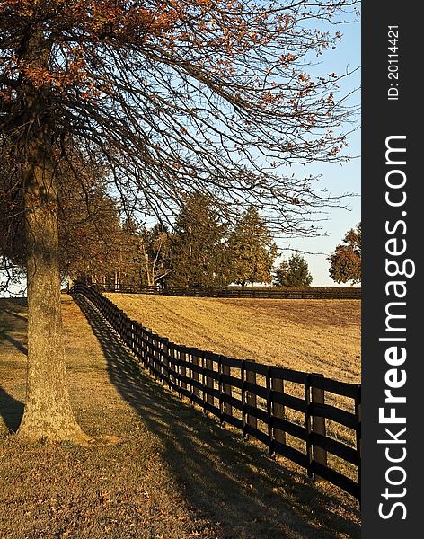 Fence along a pasture in the morning of an autumn day with oak trees. Fence along a pasture in the morning of an autumn day with oak trees