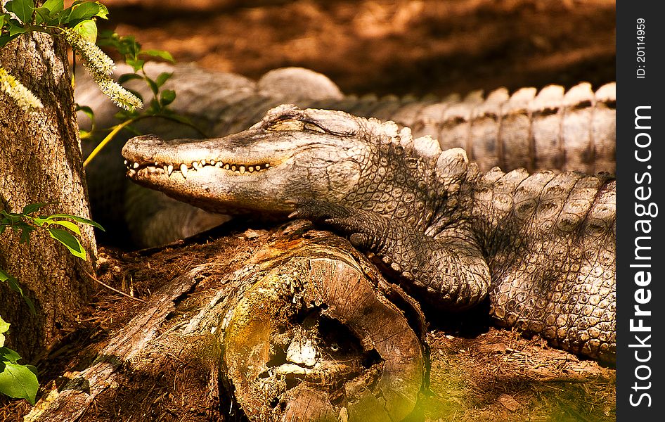A crocodile rests on a log
