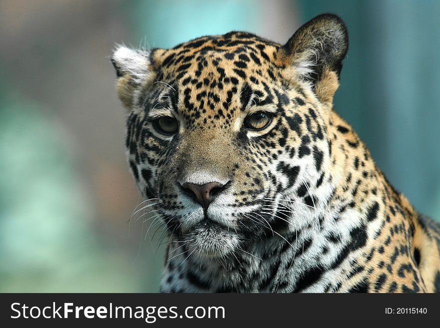 Close up look at a jaguar