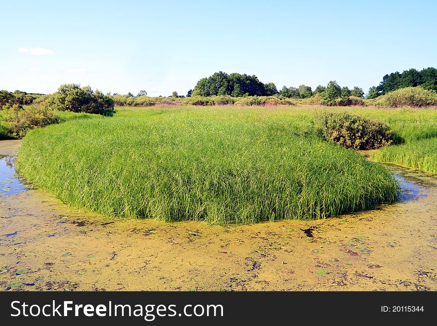 Green island in marsh