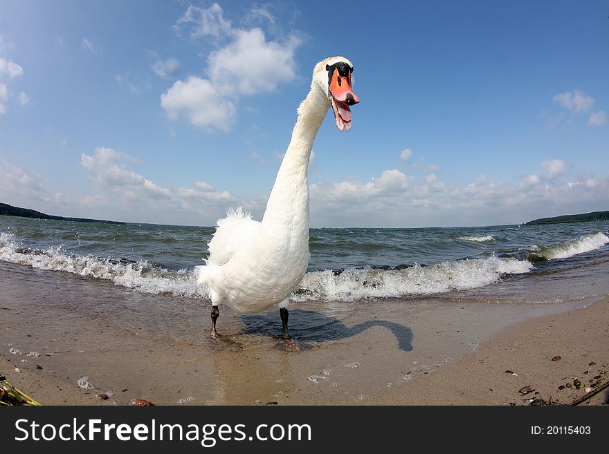 Portrait of a swan, photographed with fisheye. Portrait of a swan, photographed with fisheye