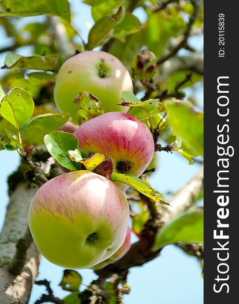 Three Pink Apples On The Tree