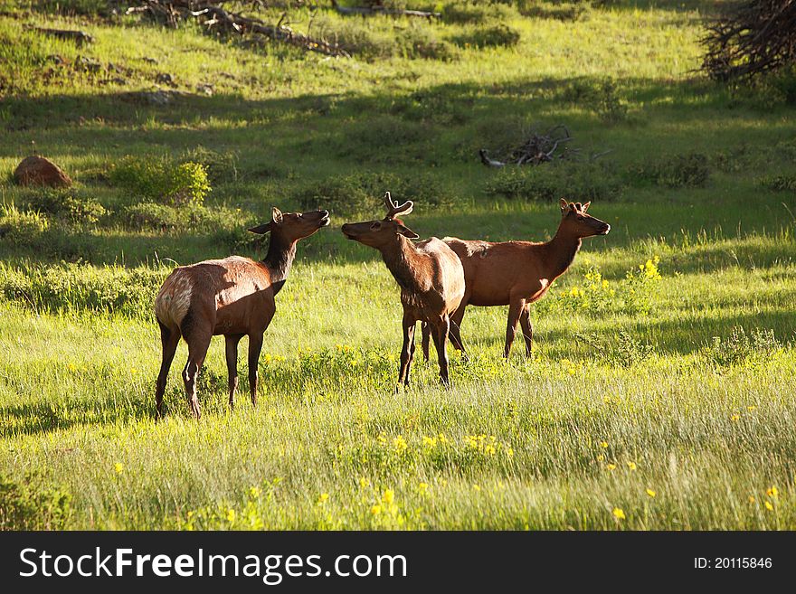 Young elk graze and socialize in the late afternoon light at Moraine Park in Rocky Mountain National Park. Young elk graze and socialize in the late afternoon light at Moraine Park in Rocky Mountain National Park