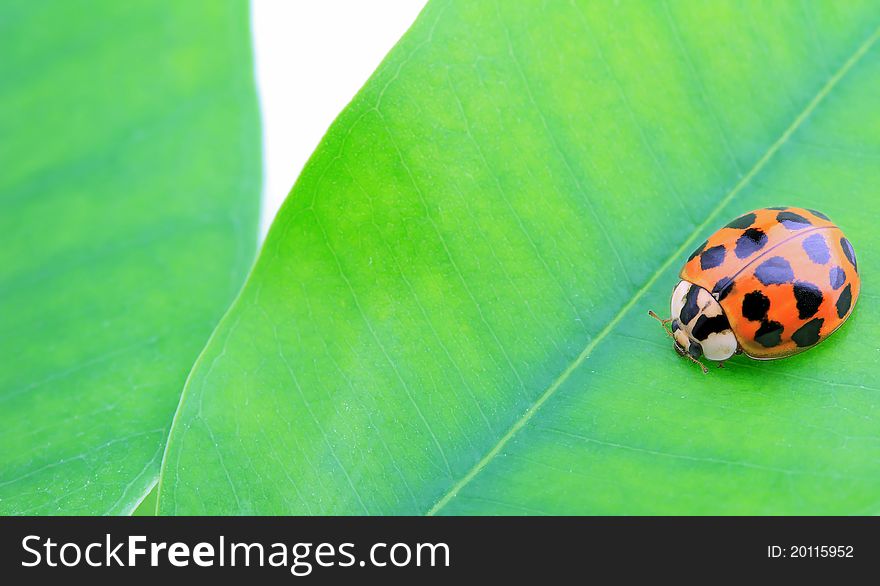 Ladybug on green leaf