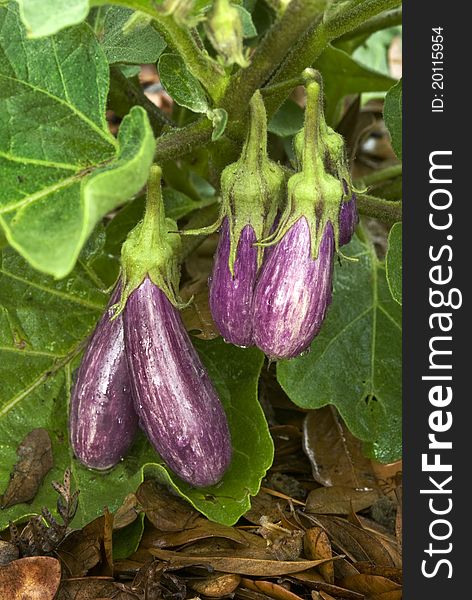 Fairy Tale Eggplant (Solanum melongena)