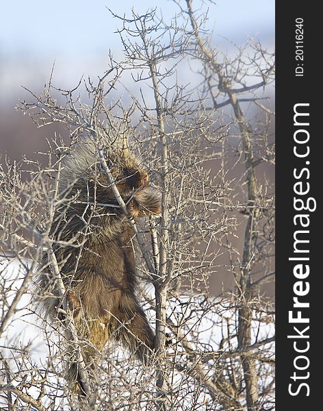 Porcupine in winter Saskatchewan Canada Cold Freezing beauty quills