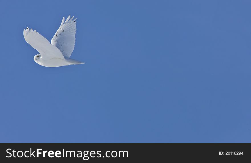 Snowy Owl Canada blue sky beautiful bird Saskatchewan in Flight