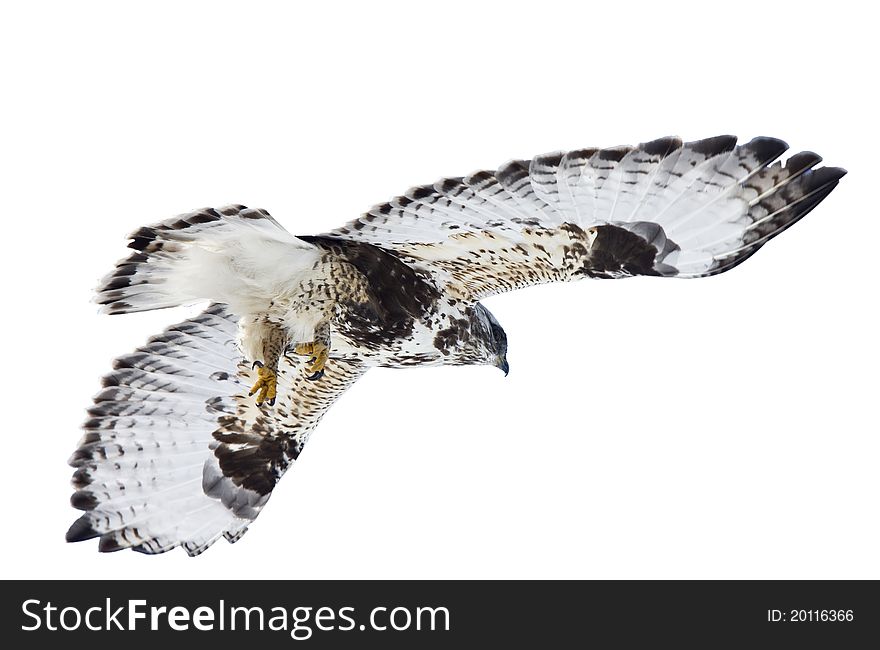 Rough Legged Hawk In Flight