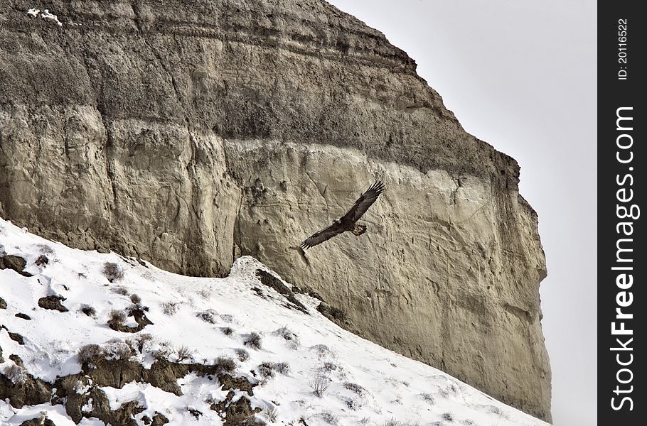 Saskatchewan Badlands Big Muddy Valley in Winter with Golden Eagle in Flight