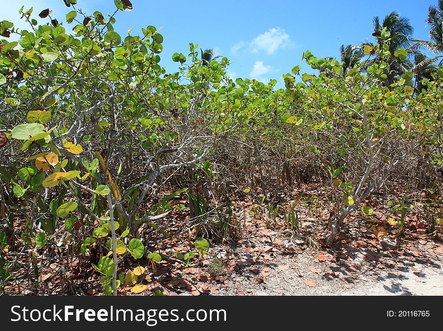 Mangrove forest at Isla Contoy near to Cancun in Yucatan, Mexico