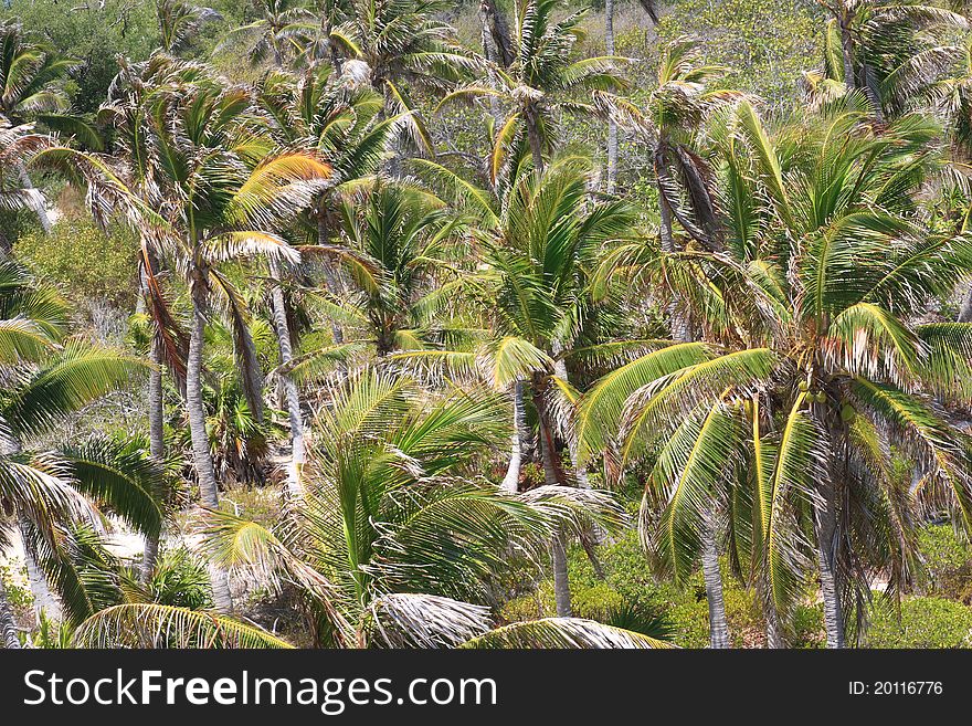 Palms at Isla Contoy near to Cancun in Yucatan, Mexico