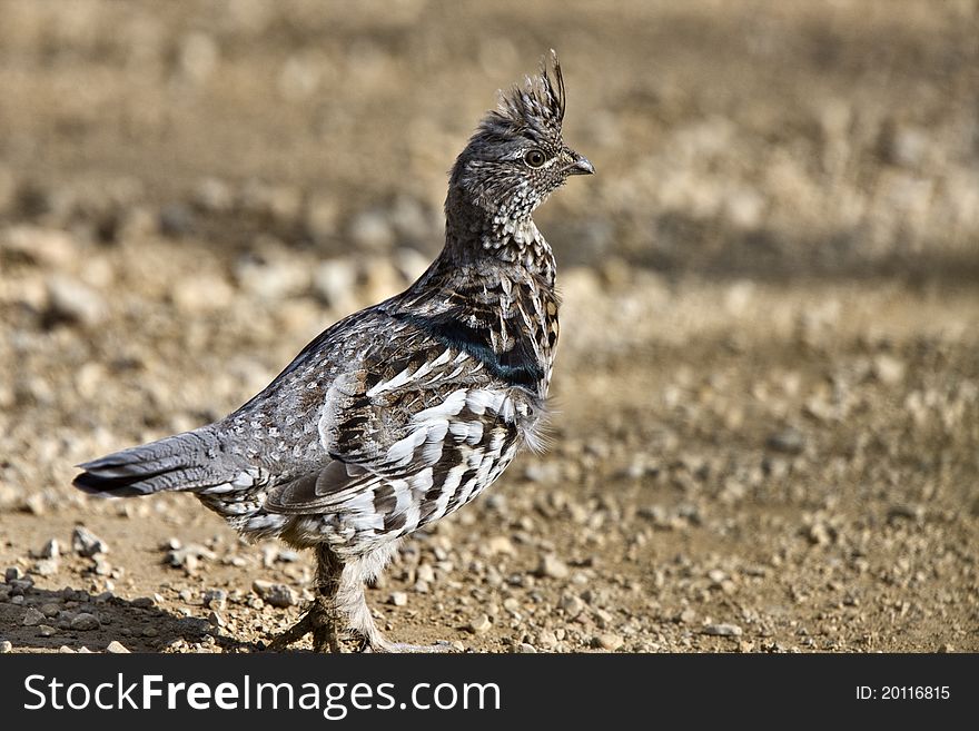 Spruce Grouse in Manitoba Canada beautiful colors in spring