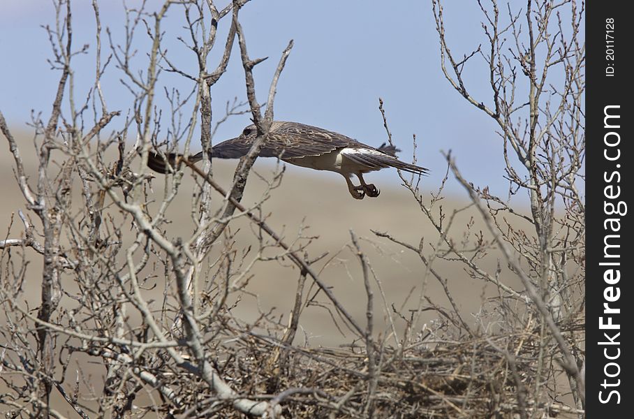 Swainson Hawk in flight leaving nest